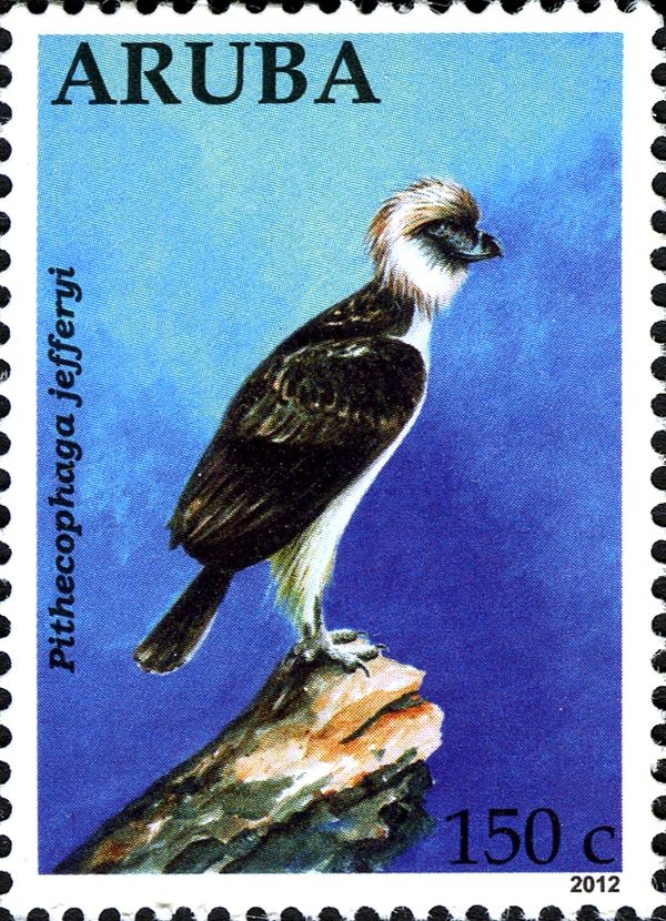 Philippine Eagle (Pithecophaga jefferyi)