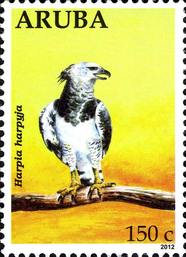Harpy Eagle (Harpia harpyja)