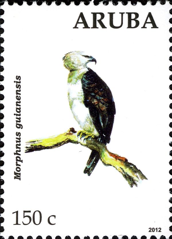 Crested Eagle (Morphnus guianensis)