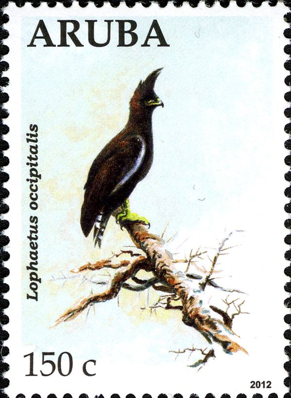 Long-crested Eagle (Lophaetus occipitalis)