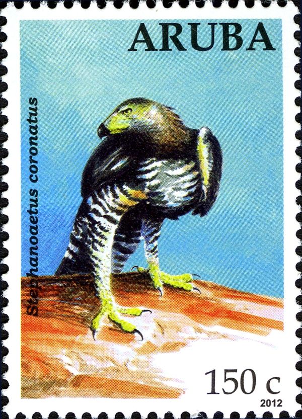 Crowned Eagle (Stephanoaetus coronatus)