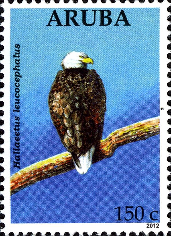 Bald Eagle (Haliaeetus leucocephalus)