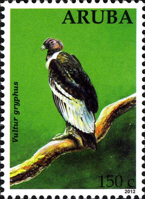 Andean Condor (Vultur gryphus)
