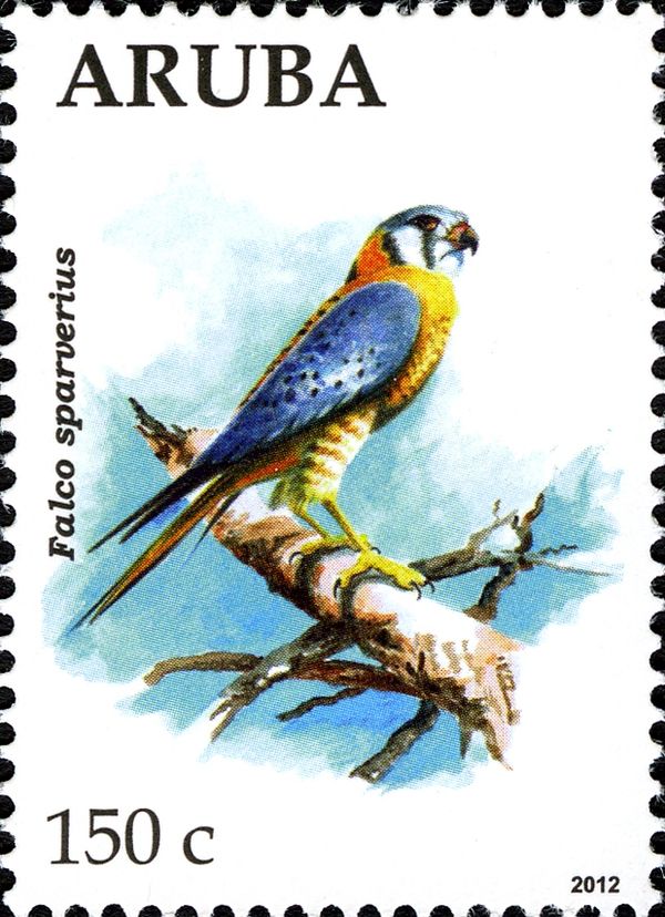 American Kestrel (Falco sparverius)