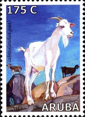Aruban Goats (Capra aegagrus hircus)