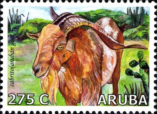 Aruban Goats (Capra aegagrus hircus)