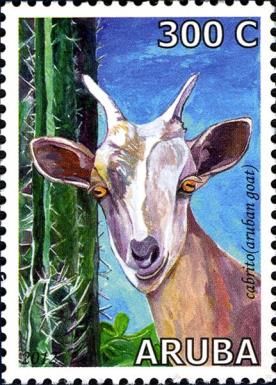 Aruban Goats (Capra aegagrus hircus)