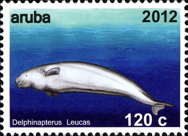 Beluga (Delphinapterus leucas)