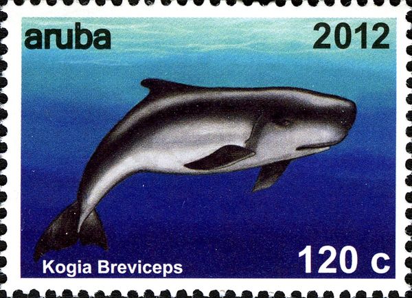 Pygmy Sperm Whale (Kogia breviceps)