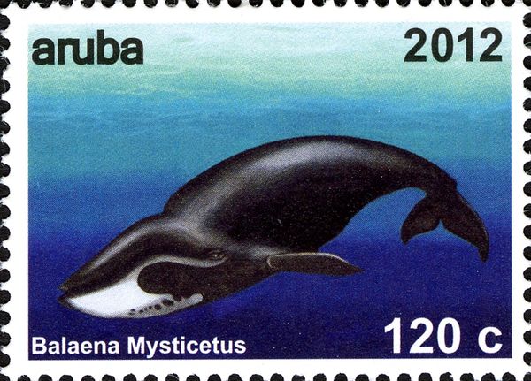 Bowhead Whale (Balaena mysticetus)