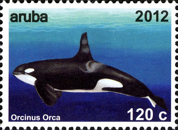 Killer Whale (Orcinus orca)