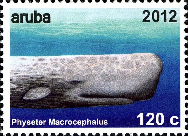 Sperm Whale (Physeter macrocephalus)