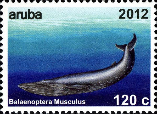 Blue Whale (Balaenoptera musculus)