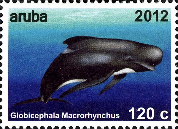 Short-finned Pilot Whale (Globicephala macrorhynchus)