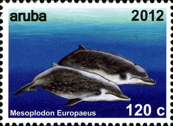 Gervais's Beaked Whale (Mesoplodon europaeus)