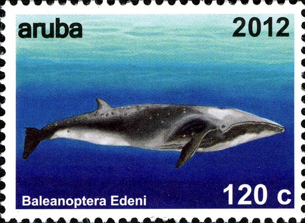 Bryde's Whale (Balaenoptera edeni)