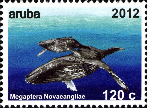 Humpback Whale (Megaptera novaeangliae)