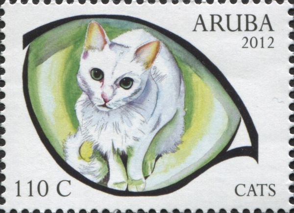 Domestic Cat (Felis silvestris catus)