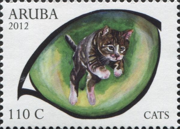 Domestic Cat (Felis silvestris catus)
