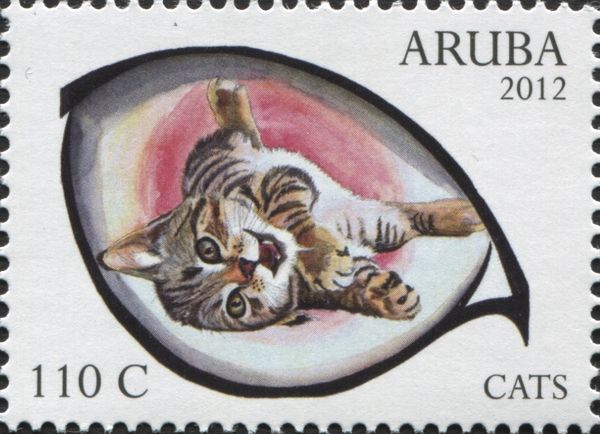 Domestic Cat (Felis silvestris catus)