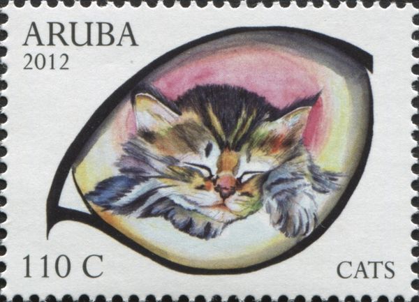Domestic Cat (Felis silvestris catus)