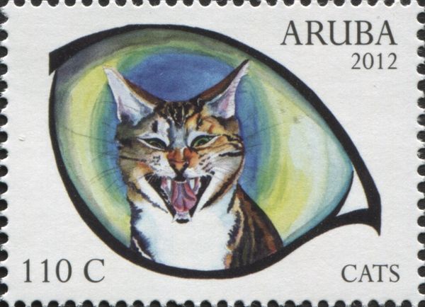 Domestic Cat (Felis silvestris catus)