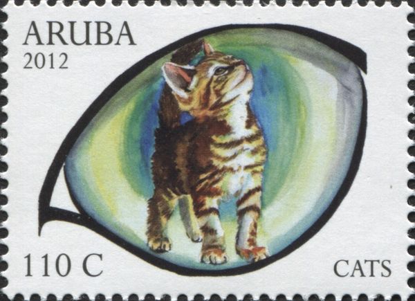 Domestic Cat (Felis silvestris catus)