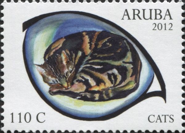 Domestic Cat (Felis silvestris catus)