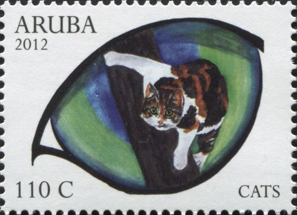 Domestic Cat (Felis silvestris catus)