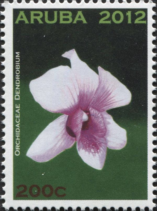 Dendrobium sp.