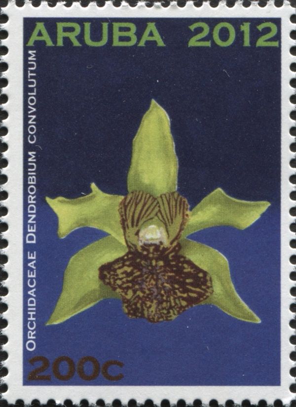 Dendrobium convolutum