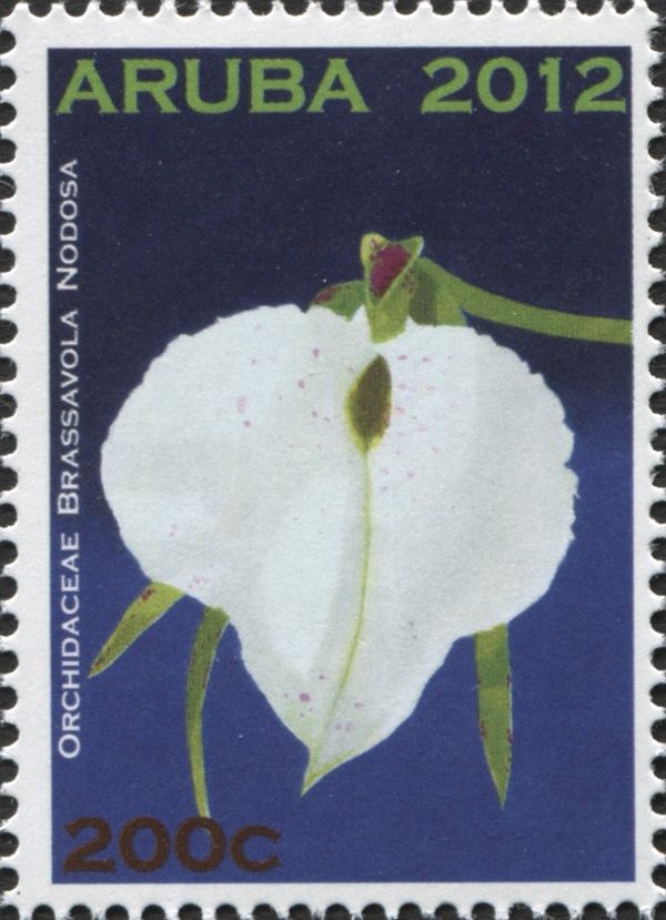 Brassavola nodosa