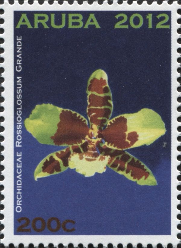Rossioglossum grande
