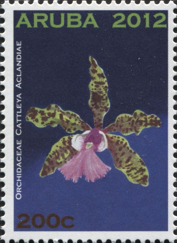 Cattleya aclandiae
