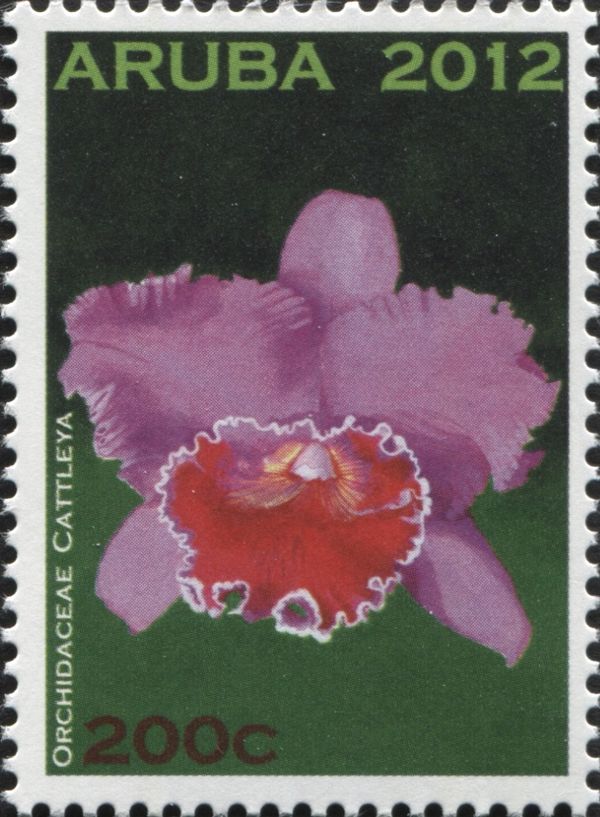 Cattleya sp.