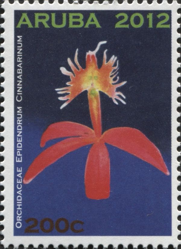 Epidendrum cinnabarinum