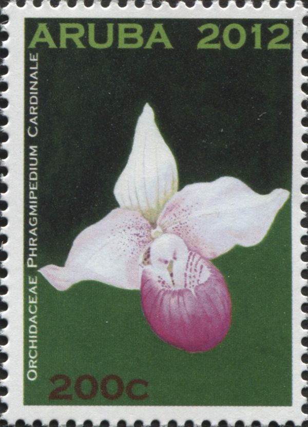 Phragmipedium cardinale