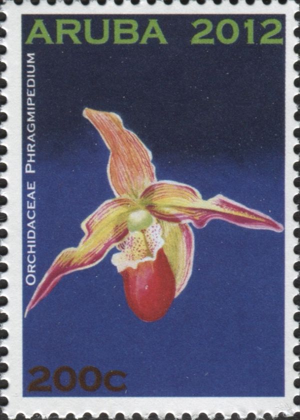 Phragmipedium sp.