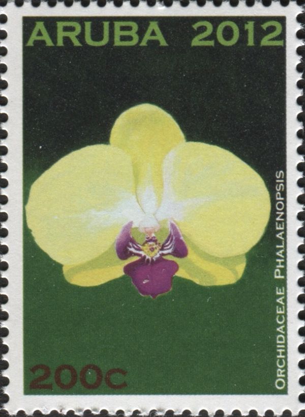 Phalaenopsis sp.