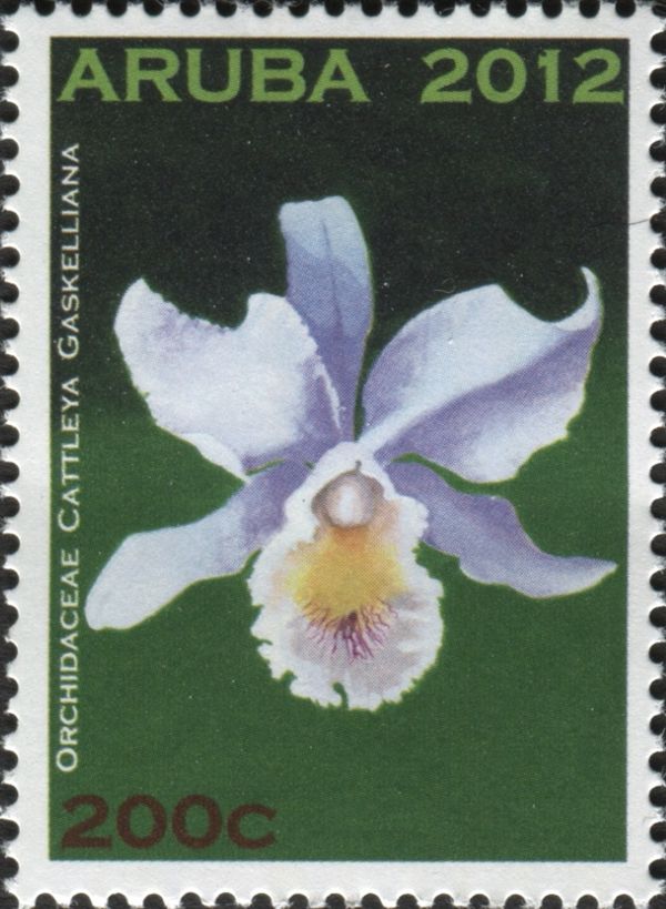 Cattleya gaskelliana