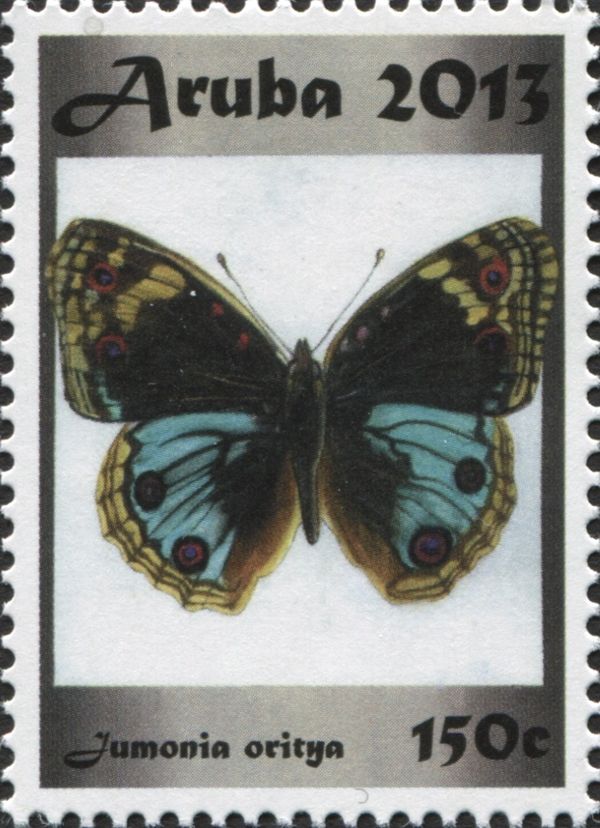 Blue Pansy (Junonia orithya)