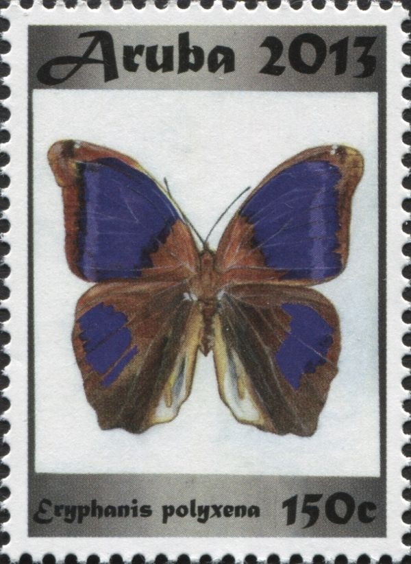 Bamboo Butterfly (Eryphanis polyxena)