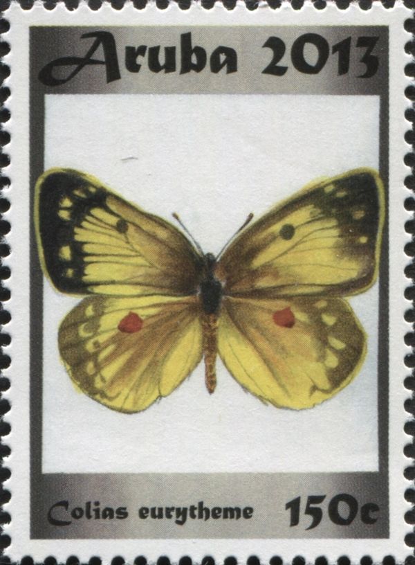 Orange Sulphur (Colias eurytheme)