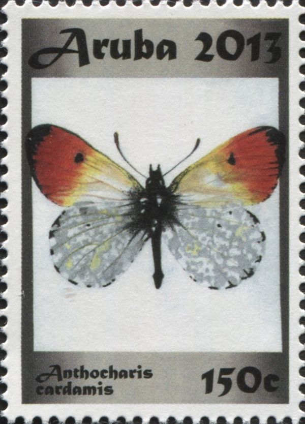 Orange Tip (Anthocharis cardamines)