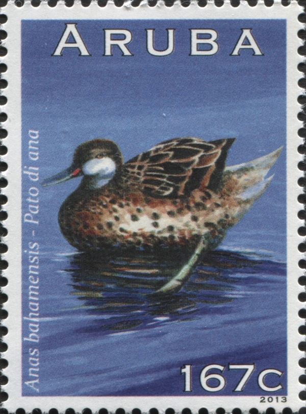 White-cheeked Pintail (Anas bahamensis)