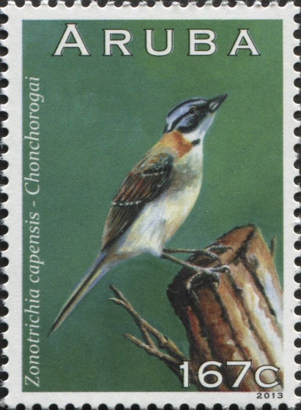 Rufous-collared Sparrow (Zonotrichia capensis)