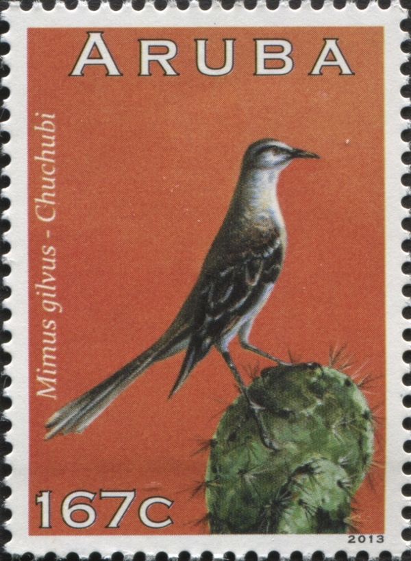 Tropical Mockingbird (Mimus gilvus)