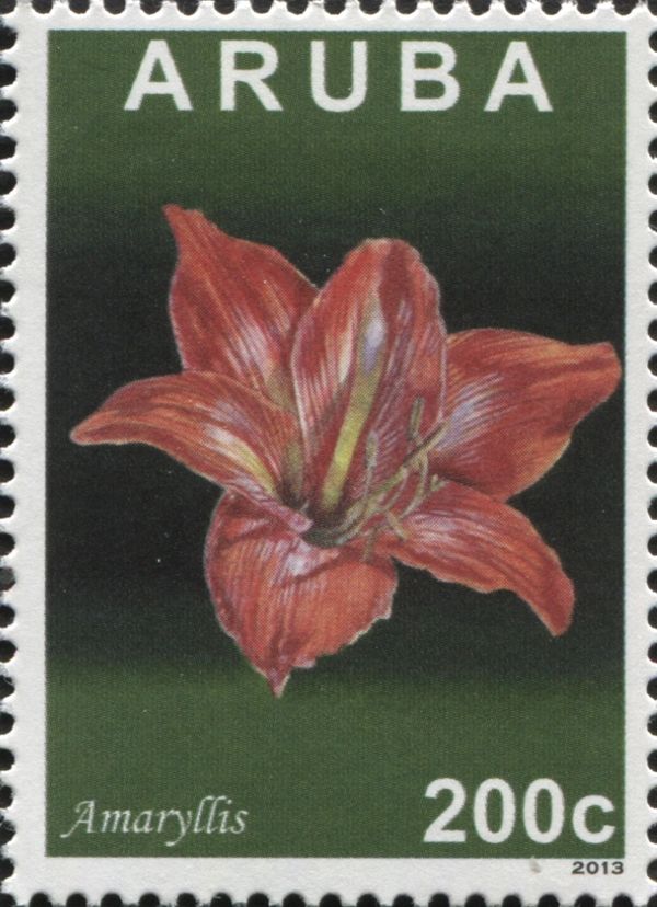 Amaryllis