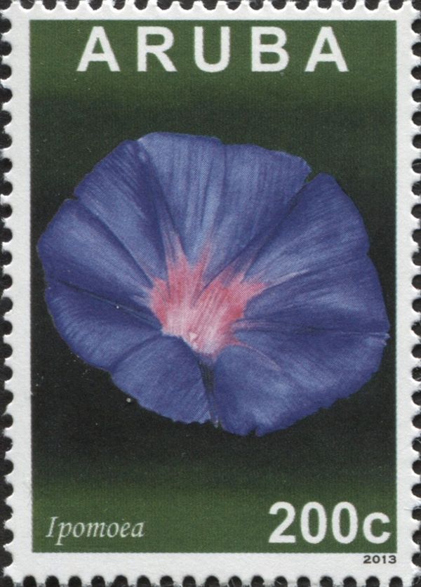 Ipomoea