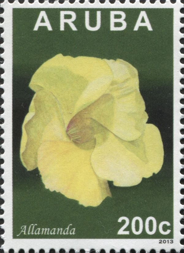 Allamanda